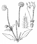 Nom original: Dipsacus pilosus (n°1749)