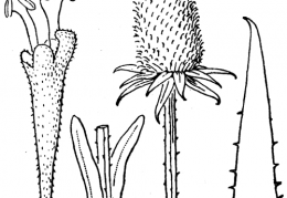 Nom original: Dipsacus fullonum (n°1750)