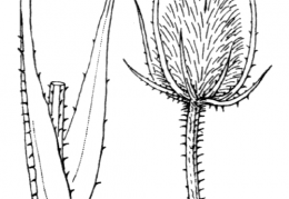 Nom original: Dipsacus sylvestris (n°1753)