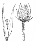 Nom original: Dipsacus sylvestris (n°1753)
