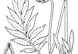Nom original: Cephalaria alpina (n°1756)