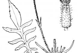 Nom original: Knautia arvensis (n°1760)