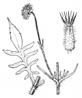 Nom original: Knautia arvensis (n°1760)