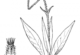 Nom original: Knautia longifolia (n°1762)