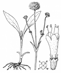 Nom original: Scabiosa succisa (n°1763)