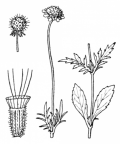 Nom original: Scabiosa lucida (n°1774)