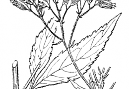 Nom original: Eupatorium cannabinum (n°1775)