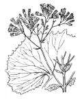 Nom original: Adenostyles albifrons (n°1777)