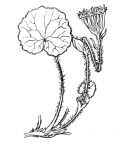 Nom original: Homogyne alpina (n°1783)