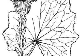 Nom original: Tussilago farfara (n°1784)