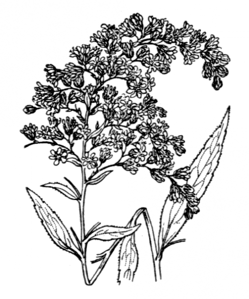 coste_1786.png