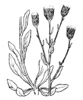 Nom original: Erigeron canadensis (n°1791)