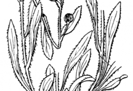 Nom original: Erigeron alpinus (n°1794)