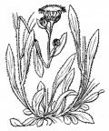 Nom original: Erigeron alpinus (n°1794)