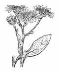 Nom original: Aster amellus (n°1802)