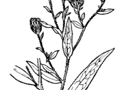 Nom original: Aster x salignus (n°1807)