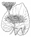 Nom original: Doronicum cordatum (n°1811)