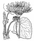 Nom original: Doronicum emarginatum (n°1812)