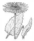 Nom original: Aronicum scorpioides (n°1815)