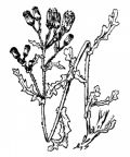 Nom original: Senecio vulgaris (n°1818)