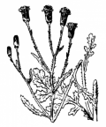 Nom original: Senecio viscosus (n°1819)