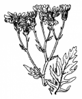 Nom original: Senecio erucifolius (n°1826)