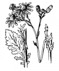 Nom original: Senecio jacobaea (n°1827)
