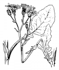 Nom original: Senecio aquaticus (n°1828)