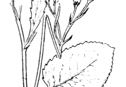 Nom original: Senecio cordatus (n°1834)