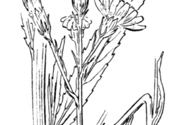Nom original: Senecio paludosus (n°1840)
