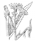 Nom original: Senecio paludosus (n°1840)
