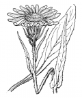 Nom original: Senecio doronicum (n°1842)