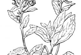 Nom original: Inula salicina (n°1859)