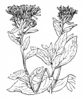 Nom original: Inula salicina (n°1859)