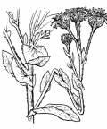 Nom original: Pulicaria dysenterica (n°1867)