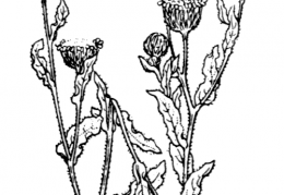 Nom original: Pulicaria vulgaris (n°1868)