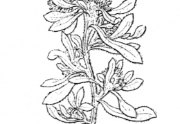 Nom original: Gnaphalium uliginosum (n°1882)