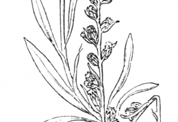 Nom original: Gnaphalium sylvaticum (n°1883)