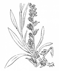 Nom original: Gnaphalium sylvaticum (n°1883)