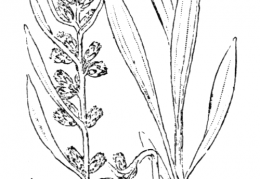 Nom original: Gnaphalium norvegicum (n°1884)