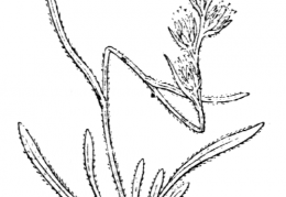 Nom original: Gnaphalium hoppeanum (n°1885)