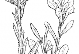 Nom original: Antennaria dioica (n°1887)