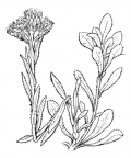 Nom original: Antennaria dioica (n°1887)