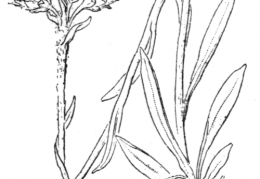 Nom original: Antennaria carpatica (n°1888)
