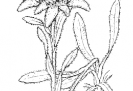 Nom original: Leontopodium alpinum (n°1889)