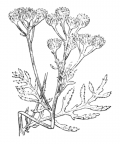 Nom original: Tanacetum vulgare (n°1903)