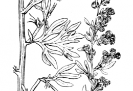 Nom original: Artemisia absinthium (n°1906)