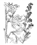 Nom original: Artemisia absinthium (n°1906)