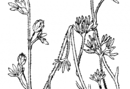 Nom original: Artemisia mutellina (n°1910)
