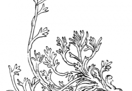 Nom original: Artemisia glacialis (n°1911)